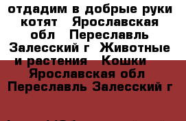 отдадим в добрые руки котят - Ярославская обл., Переславль-Залесский г. Животные и растения » Кошки   . Ярославская обл.,Переславль-Залесский г.